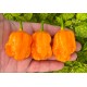 Pumpkin BBG7