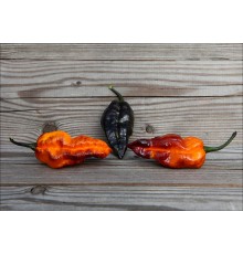 Black Phantom Purple Orange
