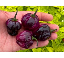 Pimenta Lisa