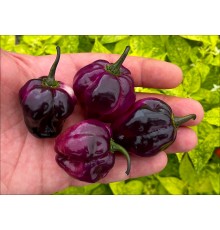 Pimenta Lisa