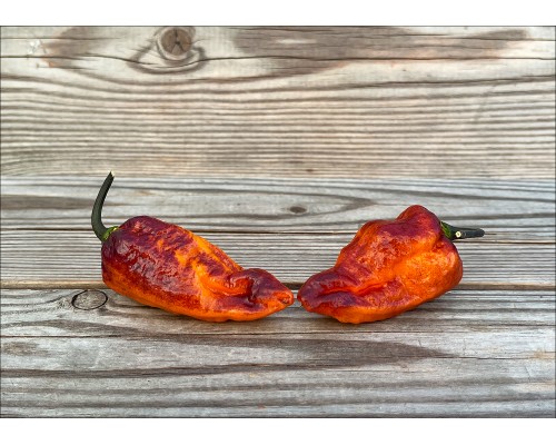 Bhut Neyde Orange Black
