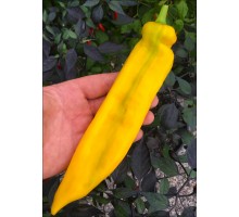 Ramiro Yellow