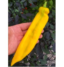 Ramiro Yellow