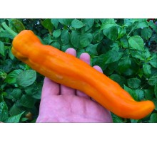Ramiro Orange