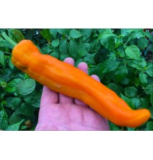 Ramiro Orange