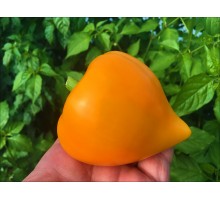 Lesya Orange (Леся)