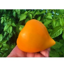Lesya Orange (Леся)