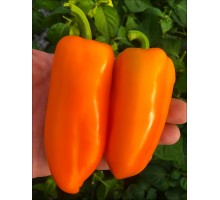 Lunchbox Orange