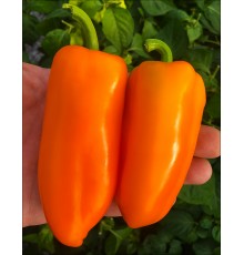 Lunchbox Orange