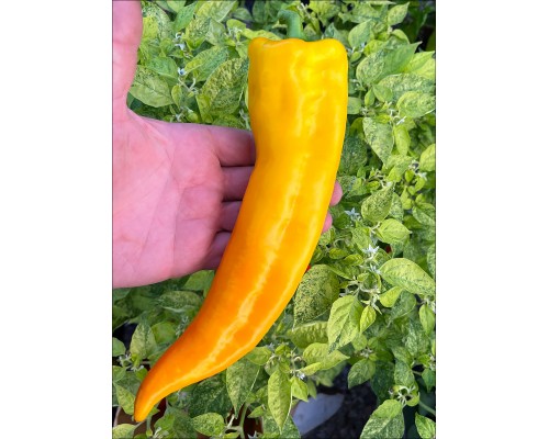 Corno di Toro Yellow