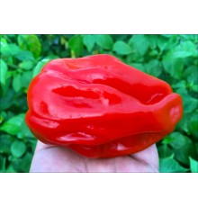 Criolla De Cocina