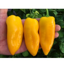 Mini Sweet Yellow