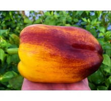 Purple Smudge Gold