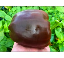 Chocolate Beauty