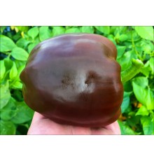 Chocolate Beauty