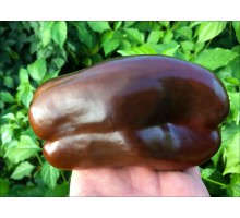 Sweet Chocolate