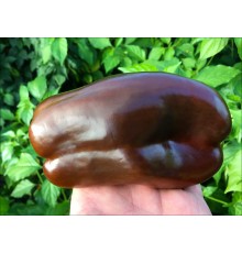 Sweet Chocolate