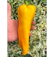 Nocera Giallo