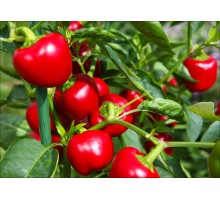 Miniature Red