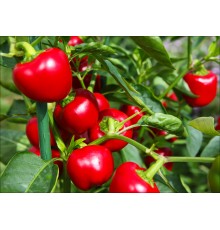 Miniature Red