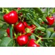 Miniature Red