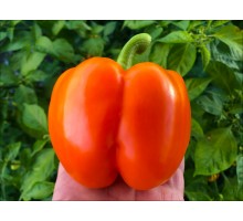 Big Orange