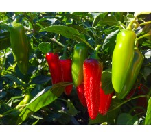 Jalapeno Gigantia