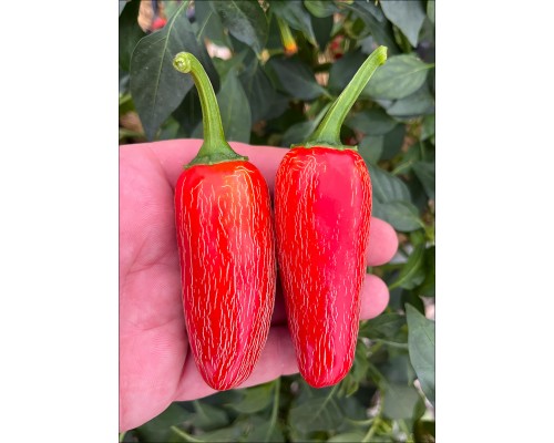 Jalapeno Mucho Nacho