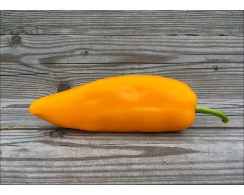 Spice Giant Yellow