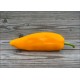 Spice Giant Yellow