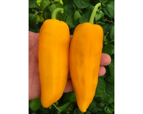 Spice Giant Yellow