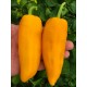 Spice Giant Yellow