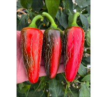 Jalapeno NuMex Vaquero