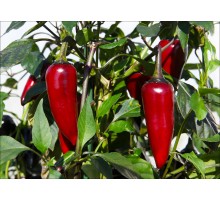 Jalapeno Black