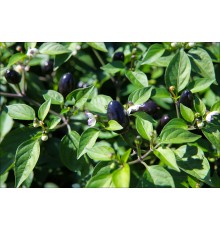 Jalapeno x Scarlet's