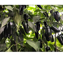 Jalapeno Black Magic