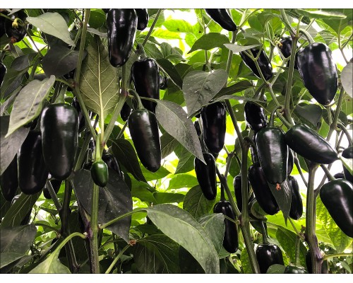 Jalapeno Black Magic