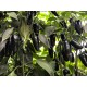 Jalapeno Black Magic