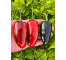 Jalapeno Black Maroccan