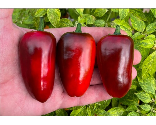 Jalapeno Black Magic