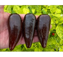 Jalapeno Azabache