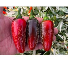 Jalapeno Burra Burra
