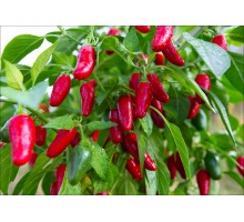 Jalapeno Mini
