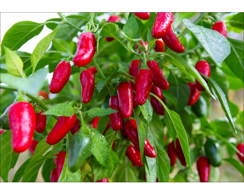Jalapeno Mini