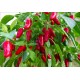 Jalapeno Mini