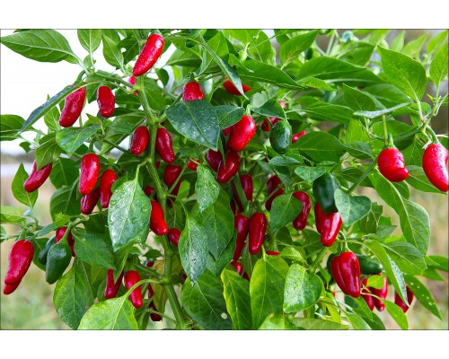 Jalapeno Mini