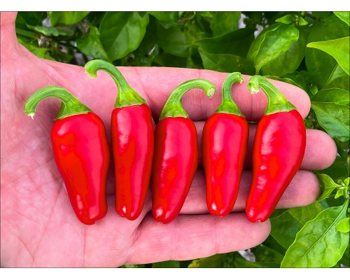 Jalapeno Mini