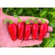 Jalapeno Mini