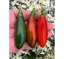 Jalapeno Um-Ji-Put