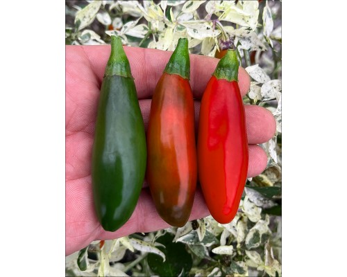 Jalapeno Um-Ji-Put